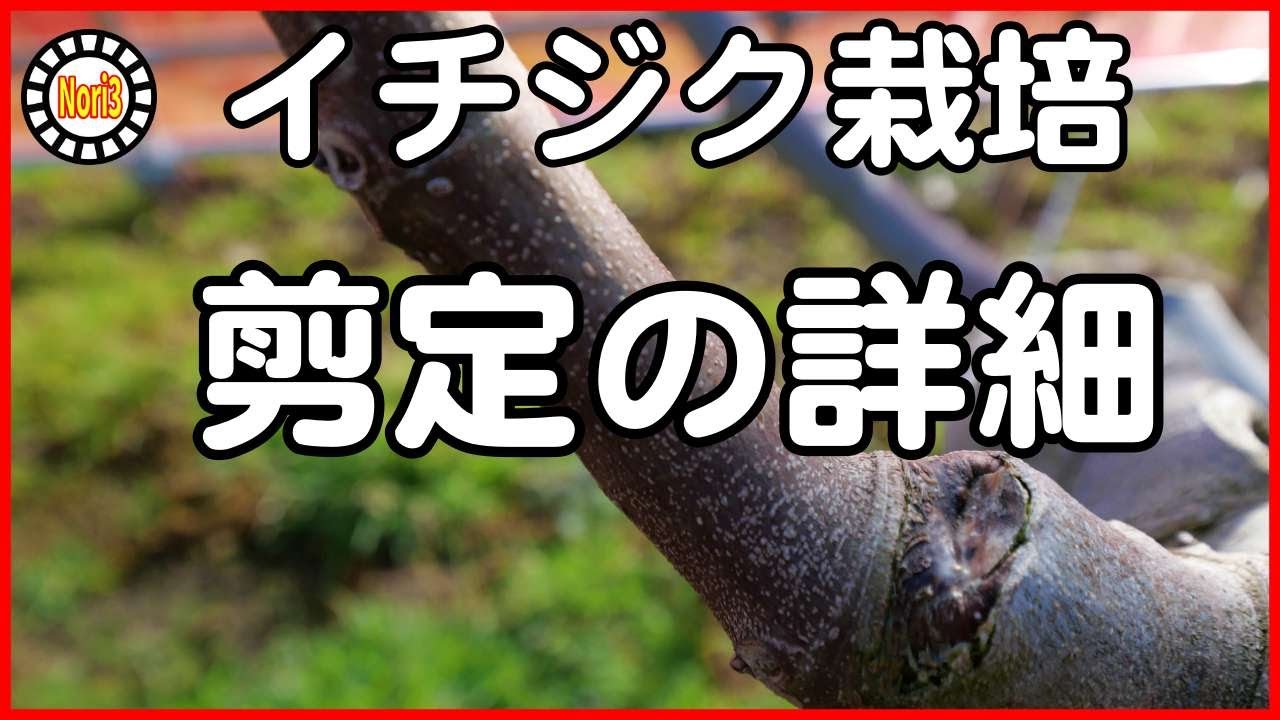 【イチジク栽培】剪定の詳細