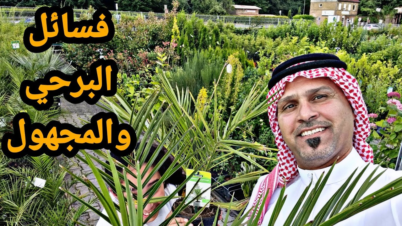 فسائل  النسيجي  المجهول والبرحي 🌴  15 الف دينار عراقي شترينه ورد من المشتل