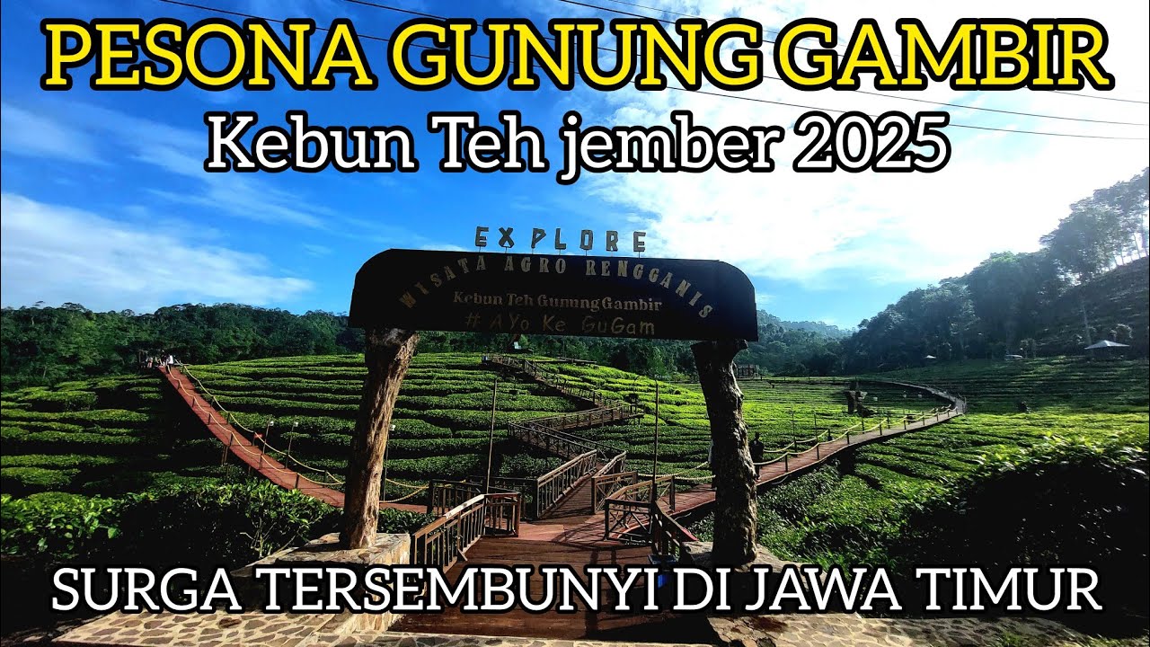 PESONA GUNUNG GAMBIR JEMBER || WISATA VIRAL KEBUN TEH AGRO RENGGANIS 2025 ✅
