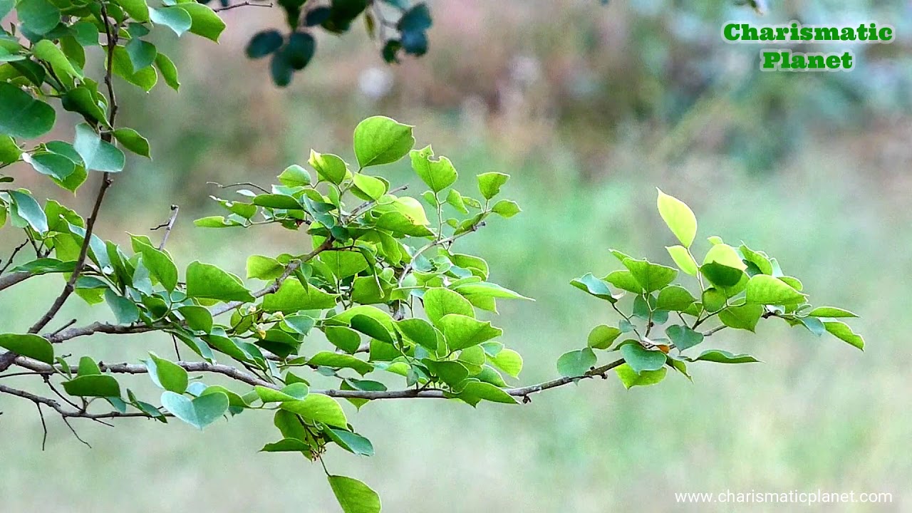 Relaxing Music of Birds