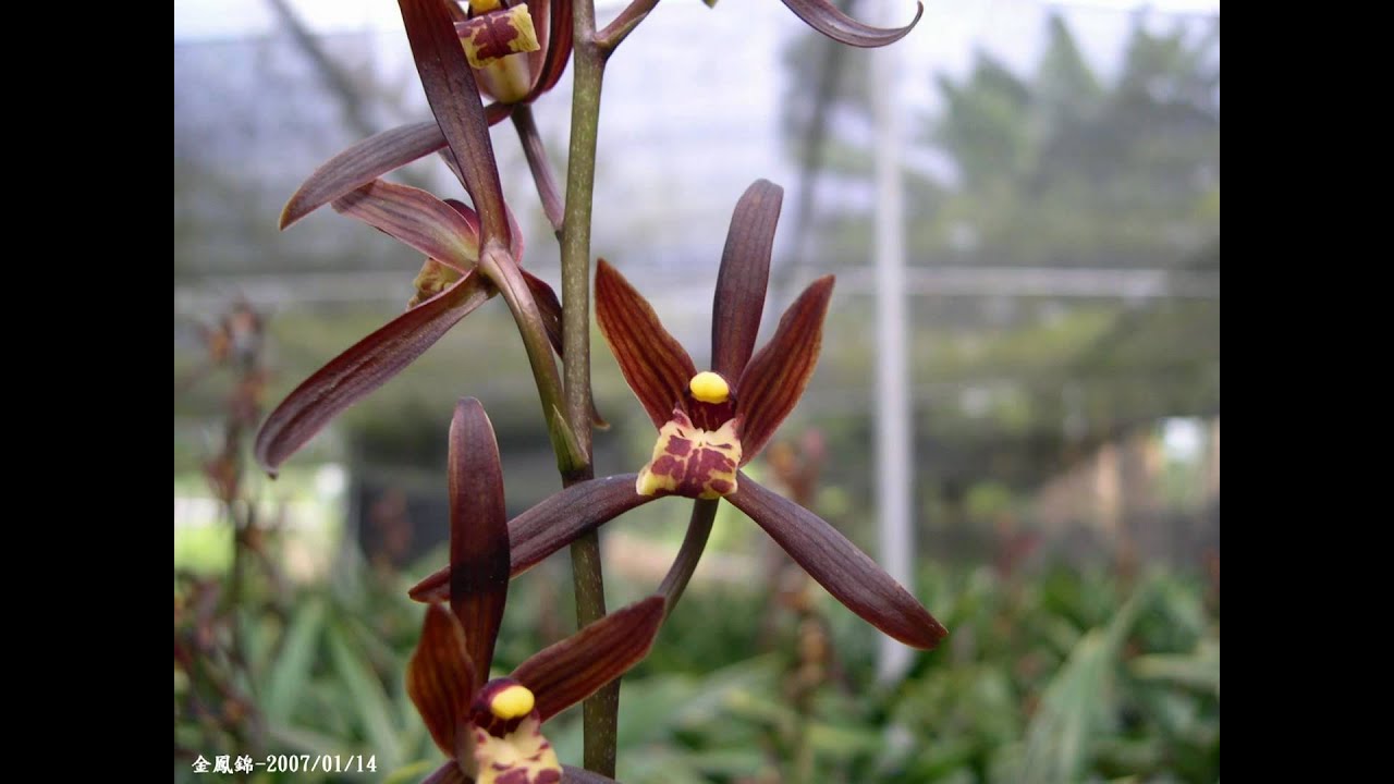 國蘭-時代蘭園-2 Times Orchid Garden