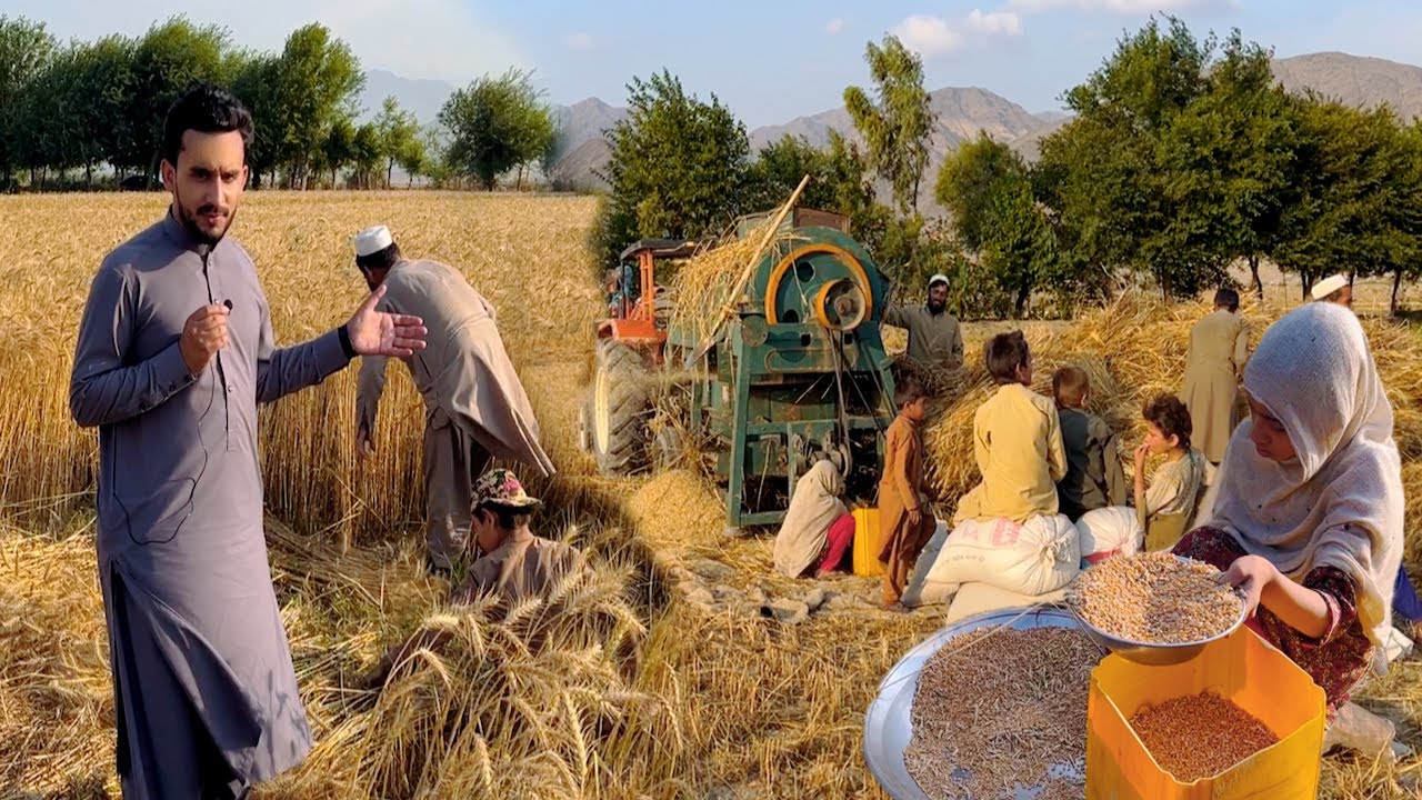 Wheat in Afghanistan | Lalpora Nangarhar | د غنمو لو