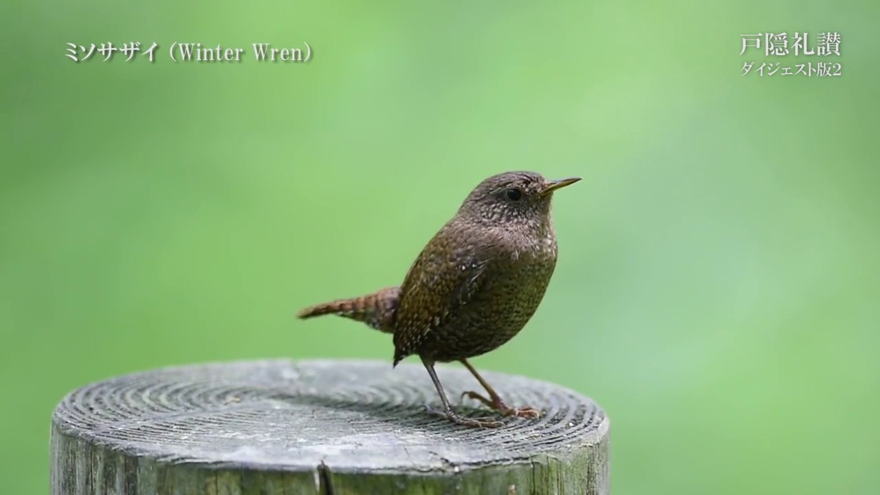TOGAKUSHI RAISAN「戸隠礼讃」友人が撮影した戸隠の野鳥の写真展&映像展