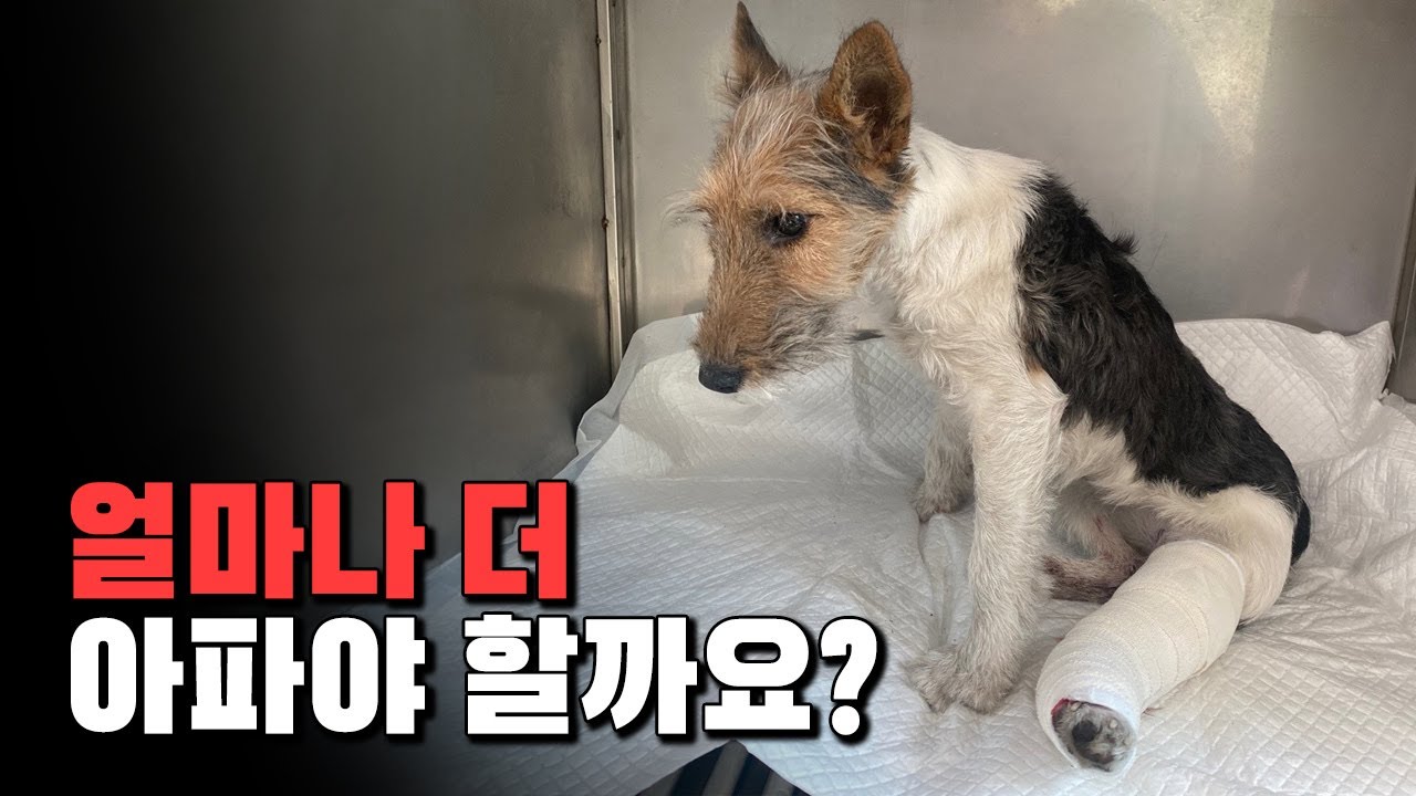 가족을 찾아 헤매다가 온 몸이 골절된 유기견 폭스테리어 '샤넬'이의 시리도록 아픈 이야기