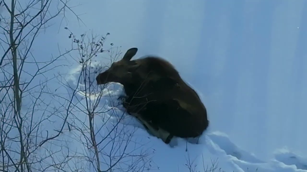 Thermal Drone (DJI Mavic 3T) finding a moose