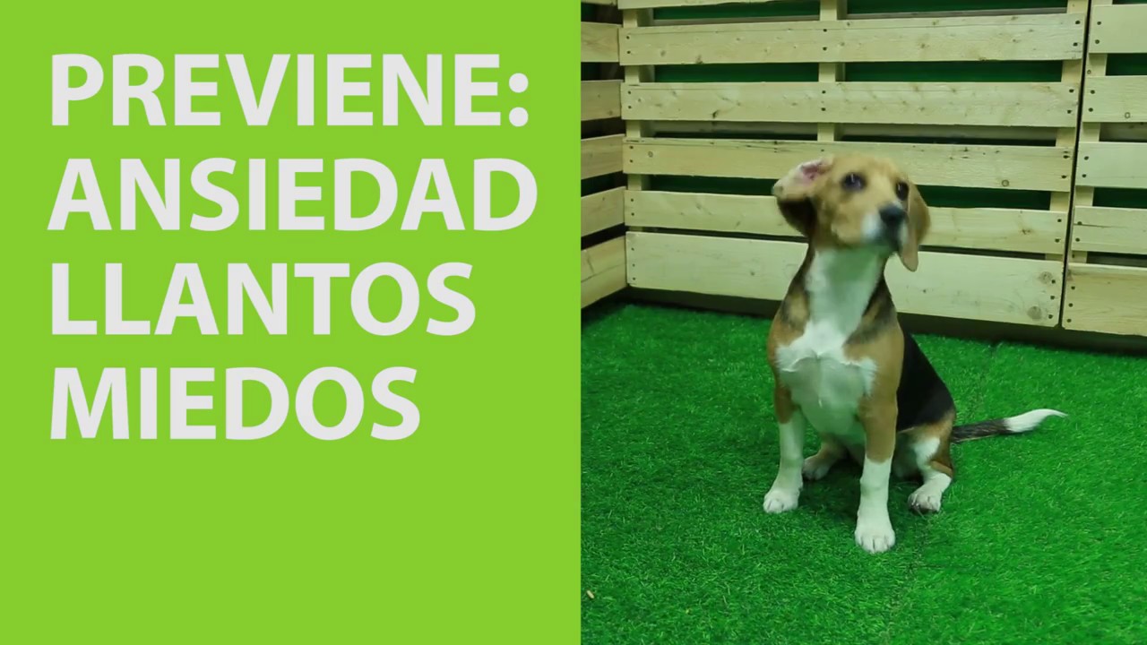Adaptil - Tiendanimal