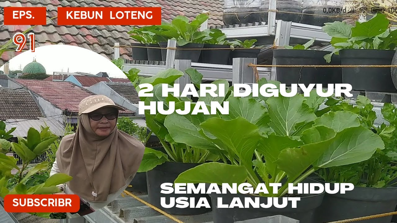 Eps. 91: Kebun Loteng; 2 Hari Diguyur Hujan; Semangat Hidup Usia Lanjut