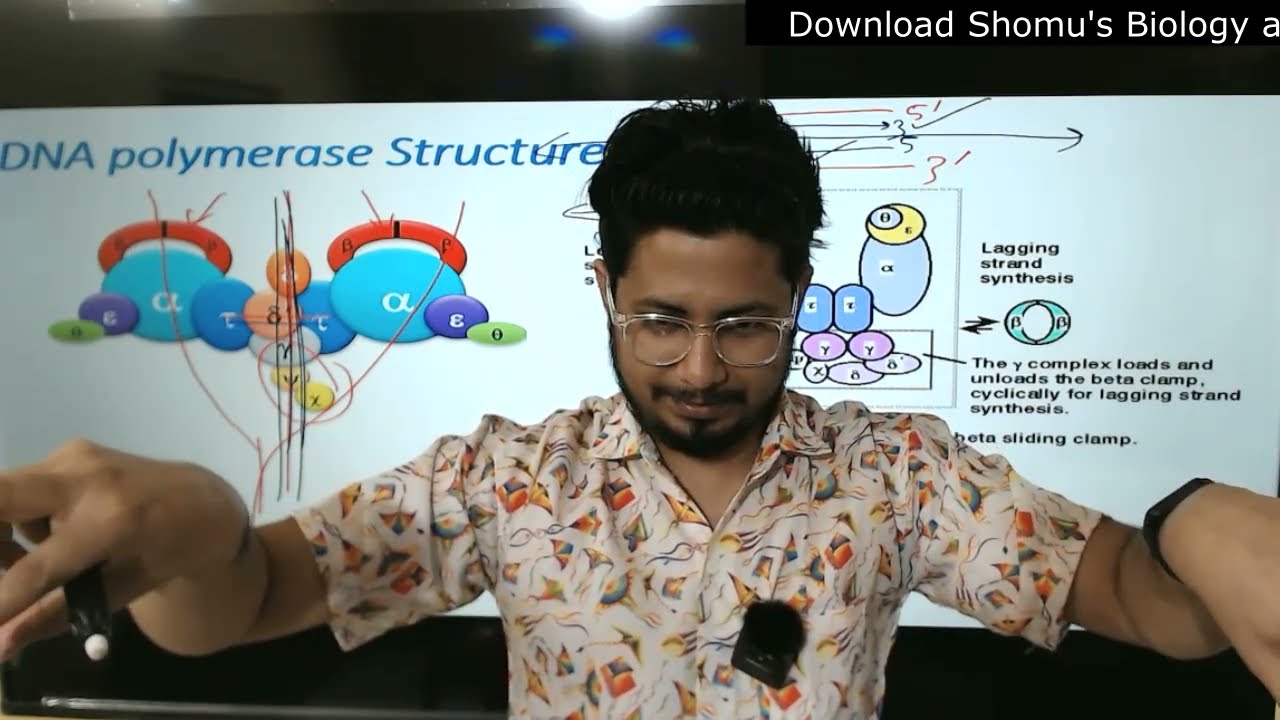 DNA polymerase structure and function