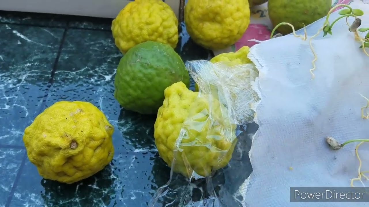 SENT KIFFIR LIMES LEAVES TO MY SISTER | FASTEST WAY TO GROW KIFFIR LIMES FROM THE SEEDS UP