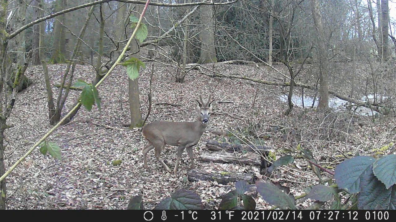 MALE ROE DEER [ PLM WILDLIFE ]