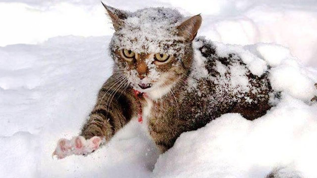 Funny Cats Overreacting Snow For the FIRST TIME! Funniest Cat Reaction 2024🤣