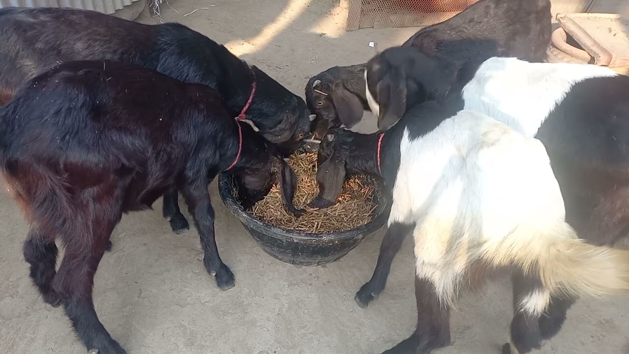 🐐 Goats Competing for Food! 😋