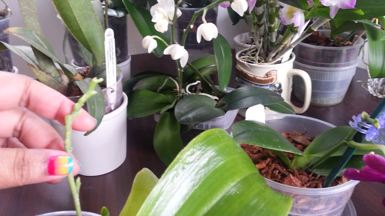 More New Fragrant Orchids