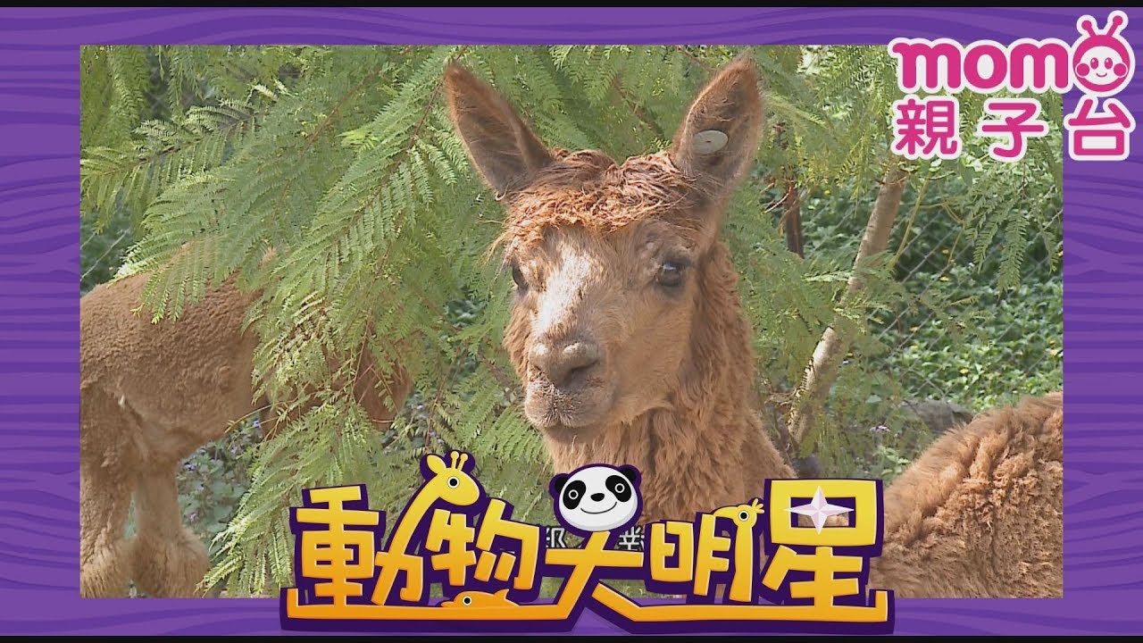 動物大明星 S1【羊駝】第1季 第02集｜認識動物｜自然生態｜魚類｜爬蟲類｜昆蟲｜海洋生物｜哺乳類｜Animal big star｜兒童電視節目【親子台｜官方HD完整版】momokids