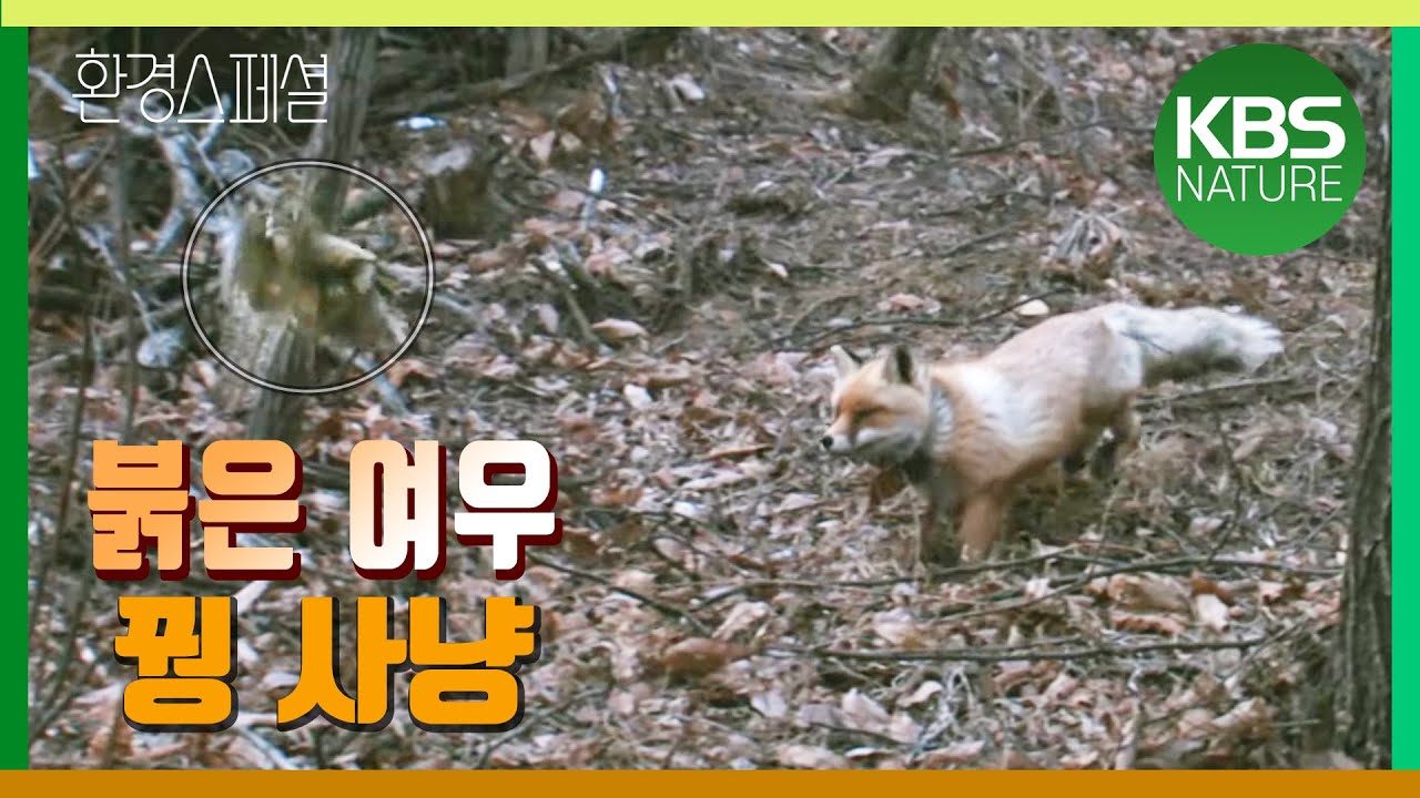KBS파노라마 ‘한반도 야생은 살아있다 3편 – 여우의 꿈’ / KBS 20130628 방송