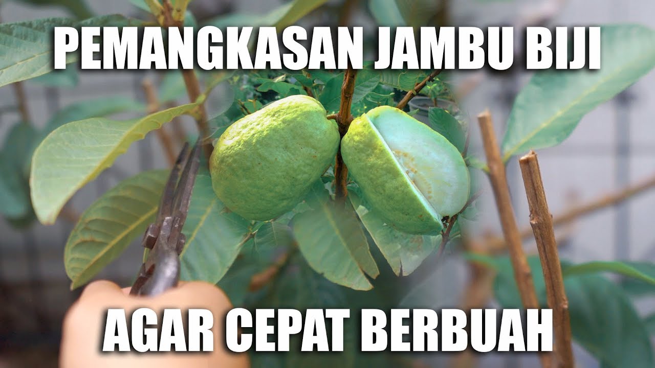Pemangkasan Tabulampot Jambu Biji Agar Cepat Berbuah