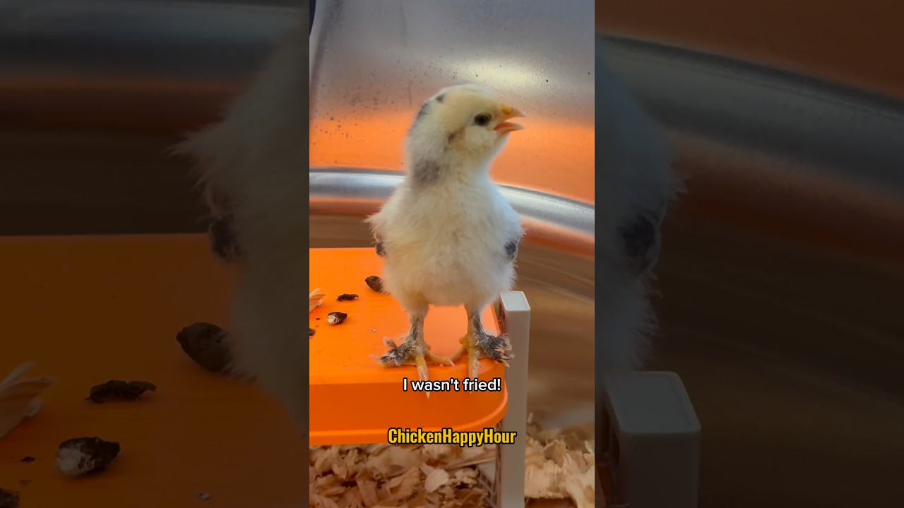 🎶I wasn&rsquo;t fried🐥🍳 #parody #funnyshorts #chickens #egg #chickenhappyhour
