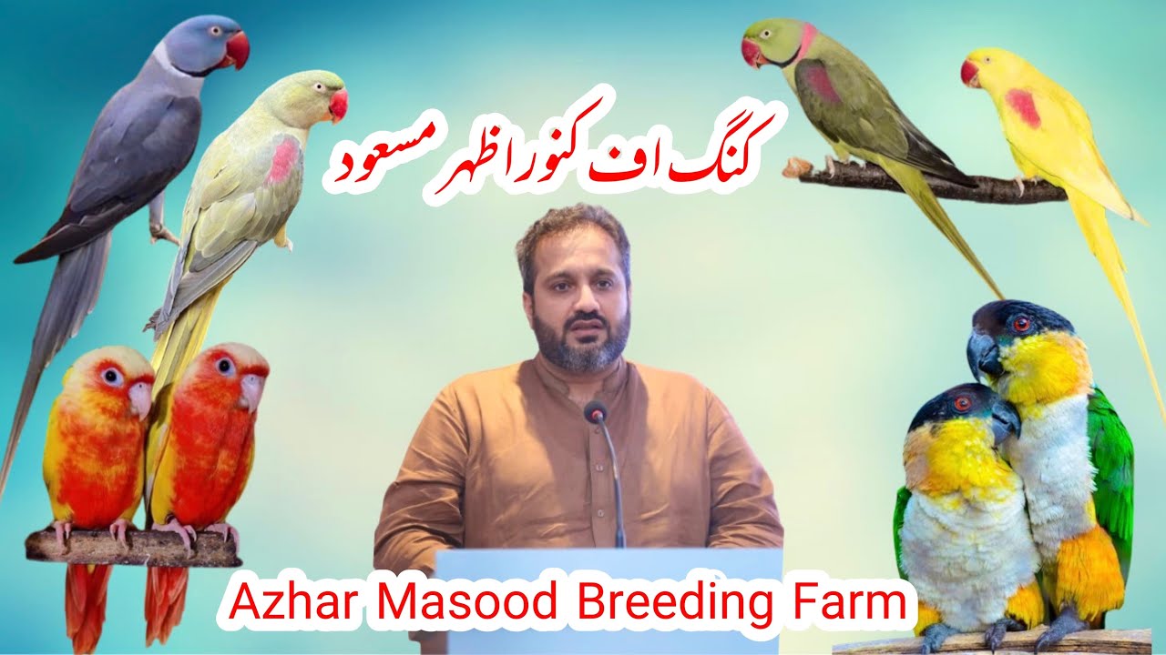 Lutino | Blue | olive | alexandrine | Raw | Conure | Breeding Farm | Azhar Masood Lahore Pakistan