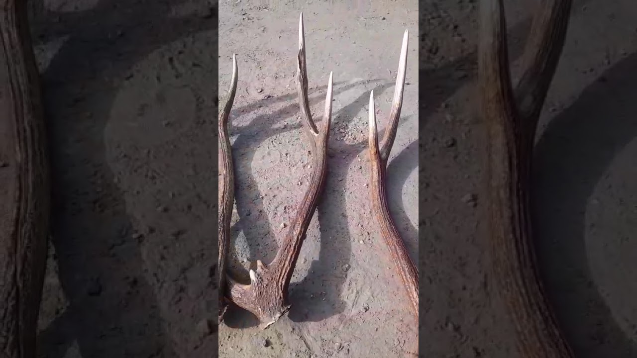 volteo de ciervo axis🦌 #cacer&iacute;a #axis