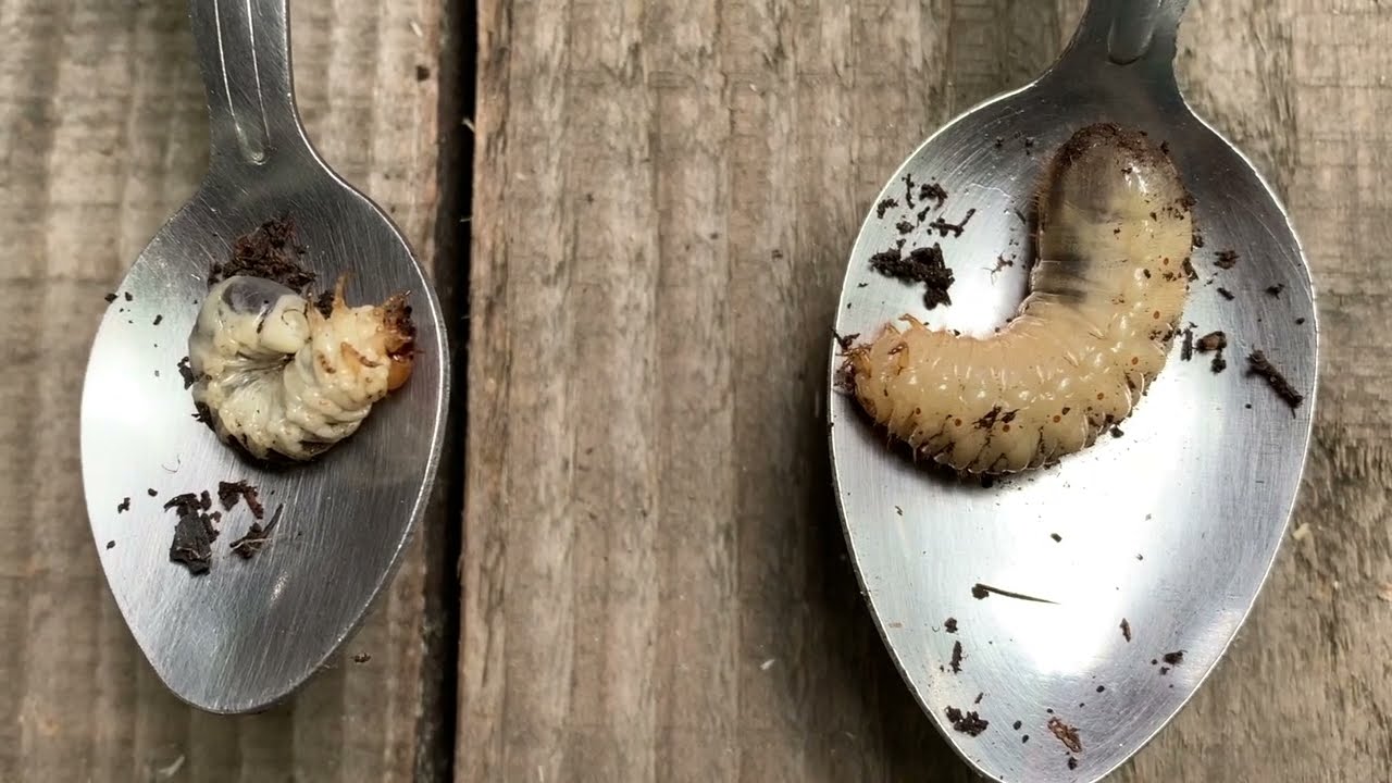 Portraits des 15 petites bêtes du compost à connaitre