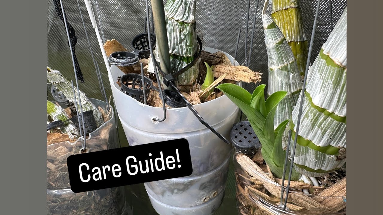 Spring Catasetum Care - Tips & Tricks