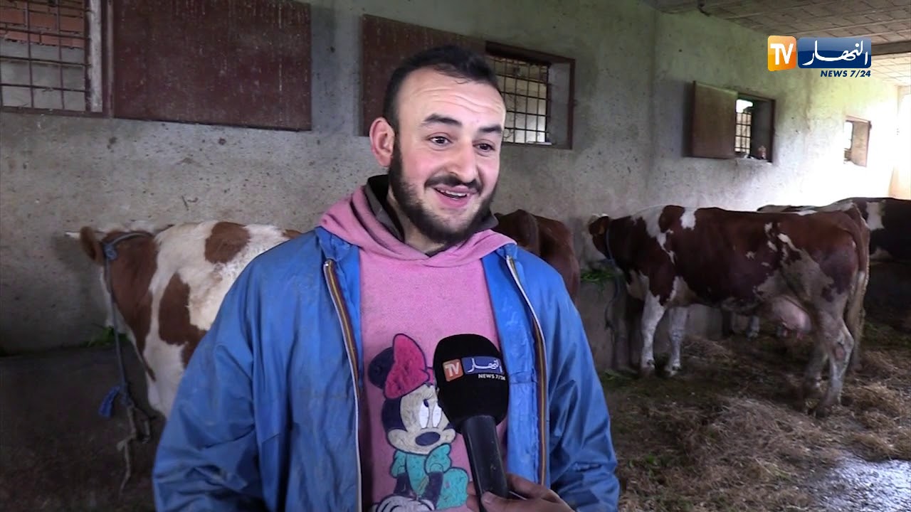 فلاحة/ تحديد 4 كغ دعم البقرة الواحدة فقط..إقتناء النخالة هاجس مربي الأبقار
