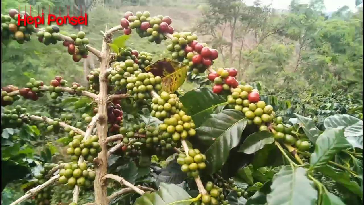 Cara pemangkasan dan perawatan Kopi Arabika Ateng Super Gayo