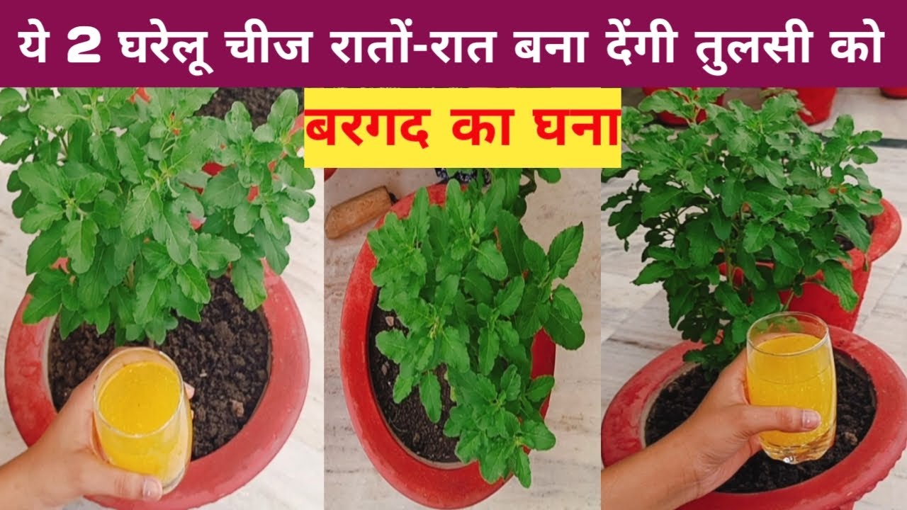 ये 2 घरेलू चीज रातों-रात बना देंगी तुलसी को बरगद का घना  #gardening #tulsi #june