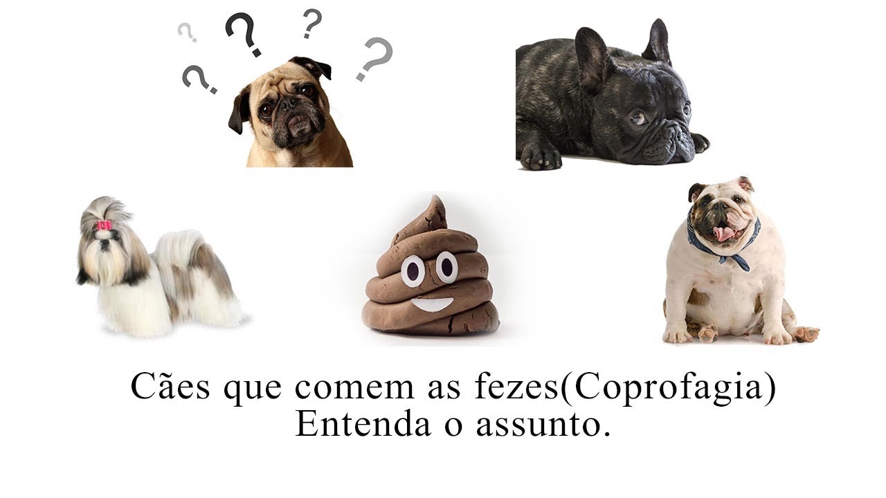 Cães que comem cocô(Fezes) Entenda.