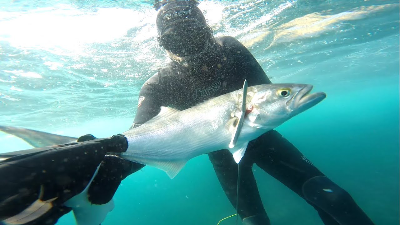 Apneia e Pesca sub - Anchova - dezembro/2018