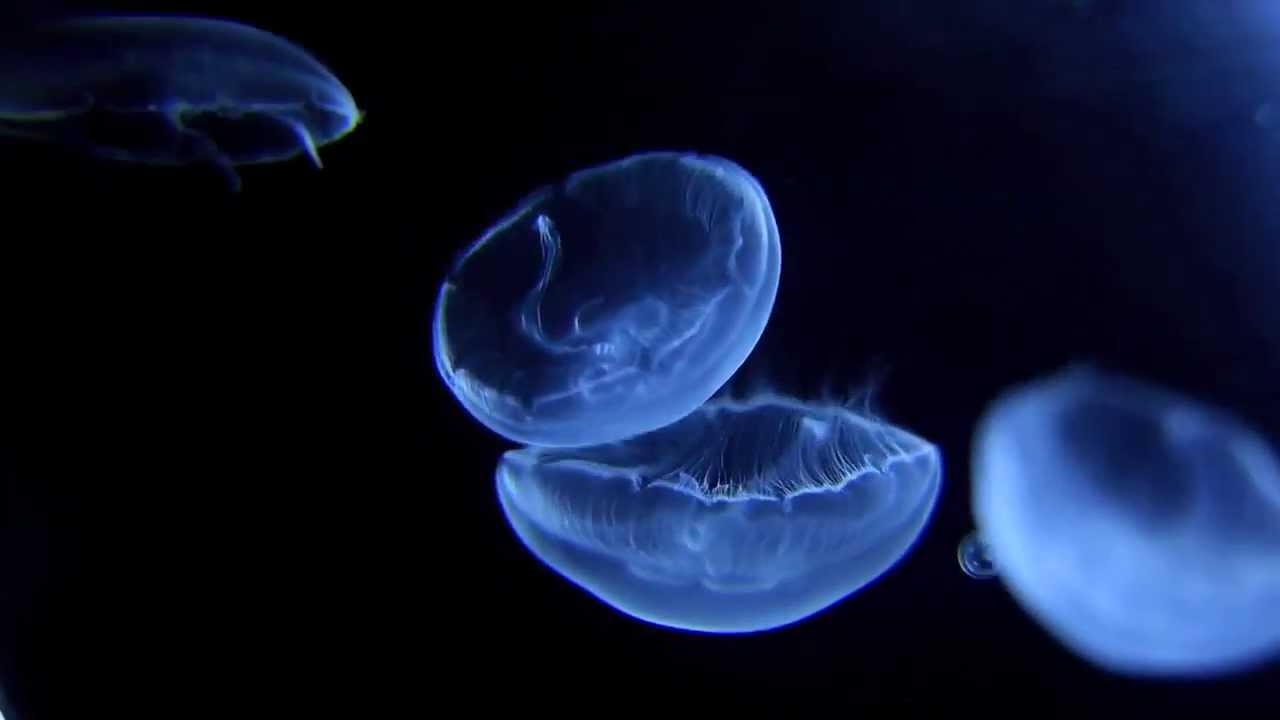 Moon Jellyfish from Jellyfish Warehouse