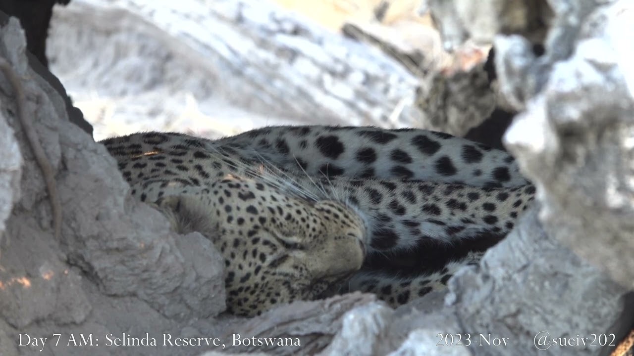 leopard babies! - part 14 - nurse as mum sleeps