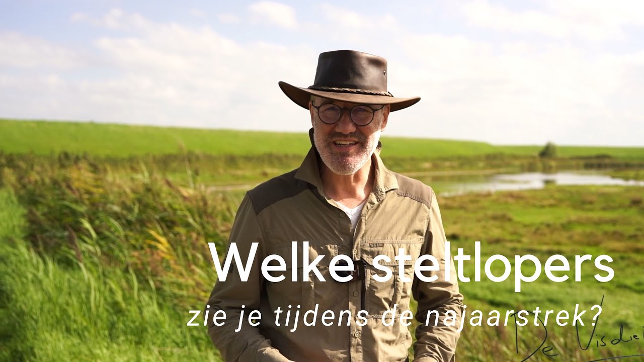 Welke steltlopers zie je in de nazomer langs de kust? #1039