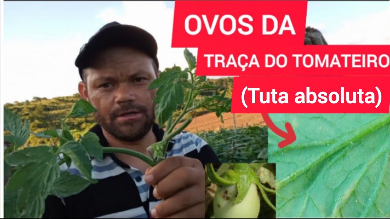 How to spot tomato leafminer (Tuta absoluta) eggs