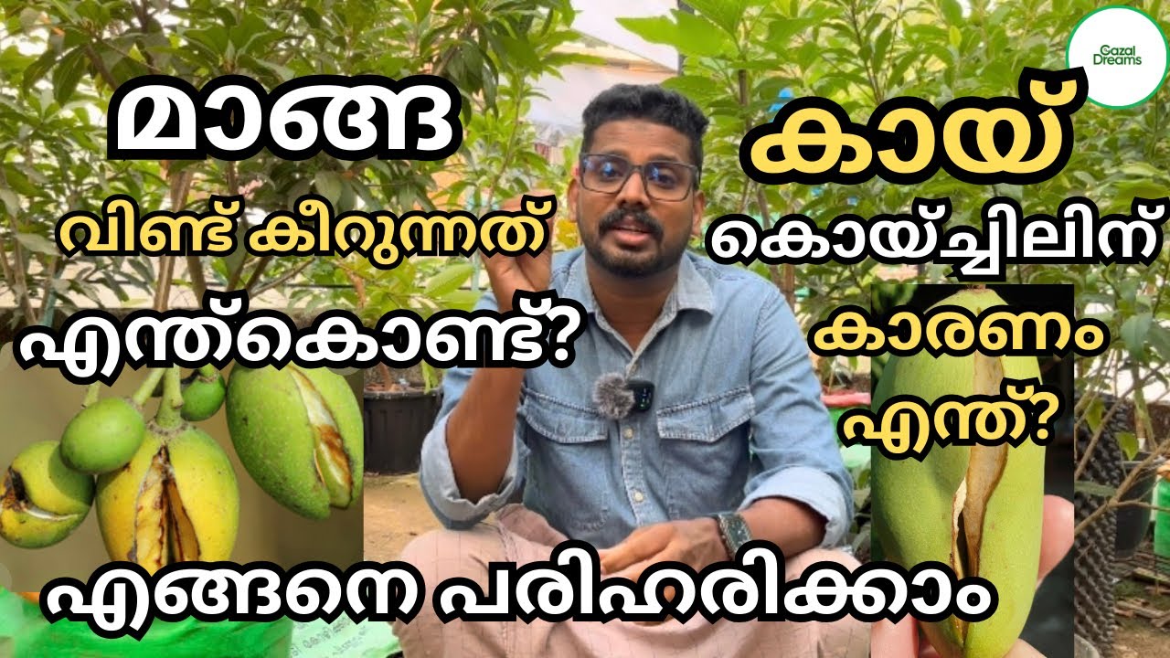 മാങ്ങ വിണ്ട് കീറുന്നത് എന്ത് കൊണ്ട്? | കായ്കൊഴിച്ചിലിന് കാരണം എന്ത്? |എങ്ങനെ പരിഹരിക്കാം | Boron 