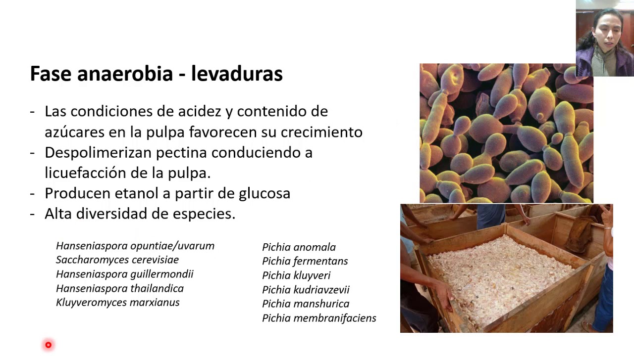 Fermentación del Cacao - Clases de microbiología agrícola