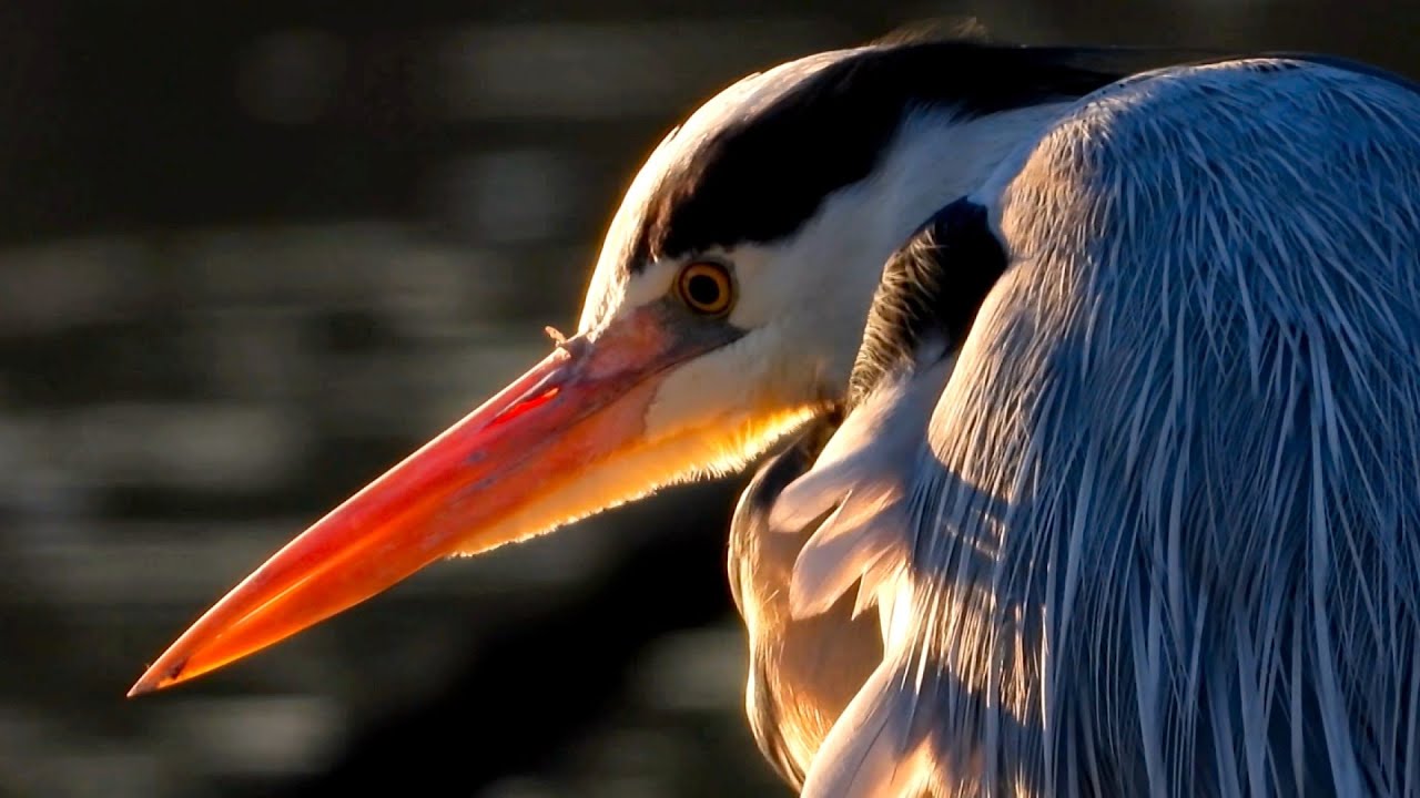 Aironi lungo l'Oglio nella Lanca di Acqualunga (BS)