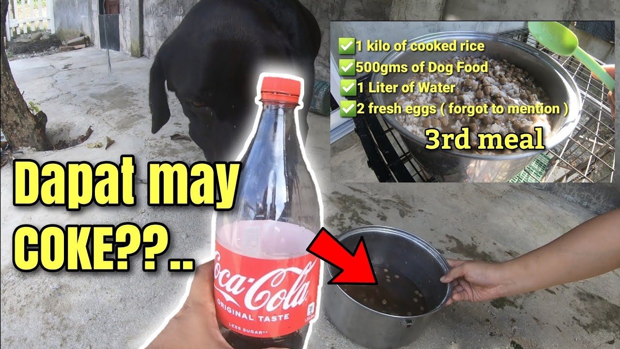 Paano magpataba ng super malnourished na aso? || Malnourished Labrador || LABRABUL