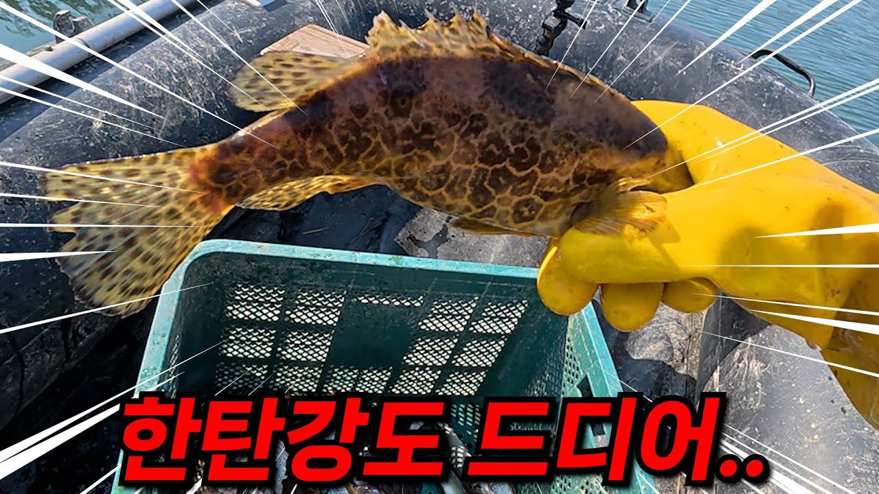 대물입니다! 한탄강에도 드디어 시작되는 쏘가리! 좋다..