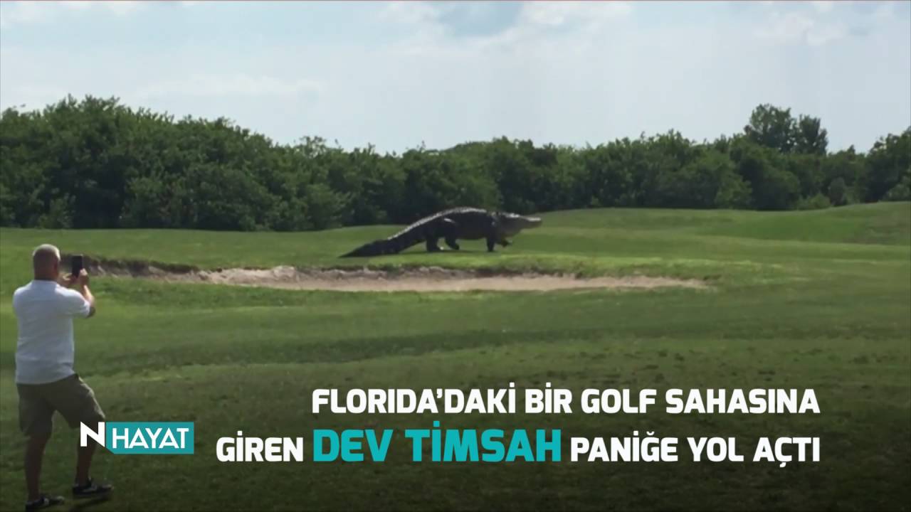 N Hayat... Dev timsahı görünce şok oldular!