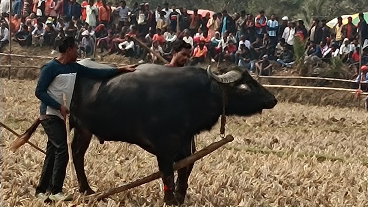 নিপেন্যা আসরে জয়ী মহুলবেড়া || Nipana kara Larai || কাড়া লড়াই নিপানা