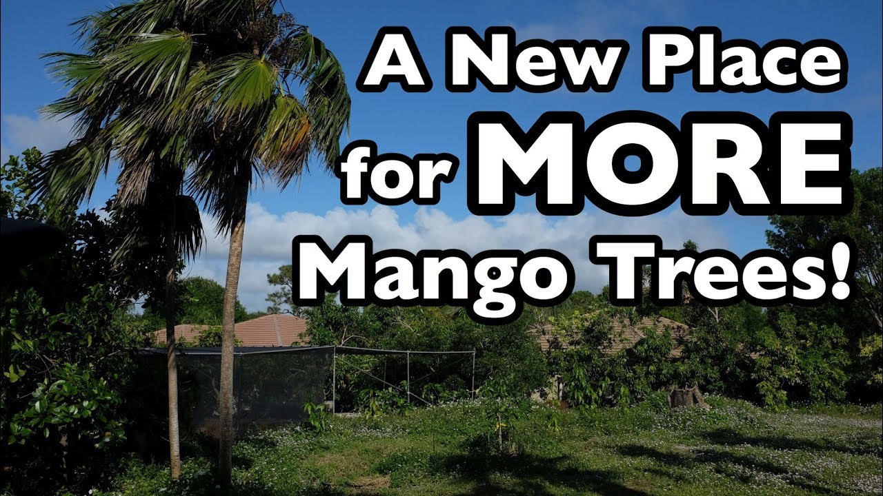 A New Place for MORE Mango Trees!