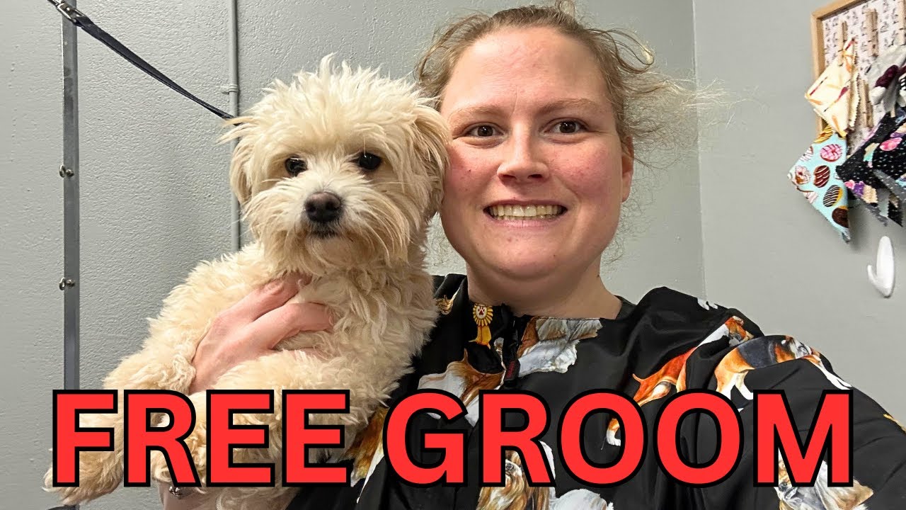 FREE DOG GROOMING Maltipoo
