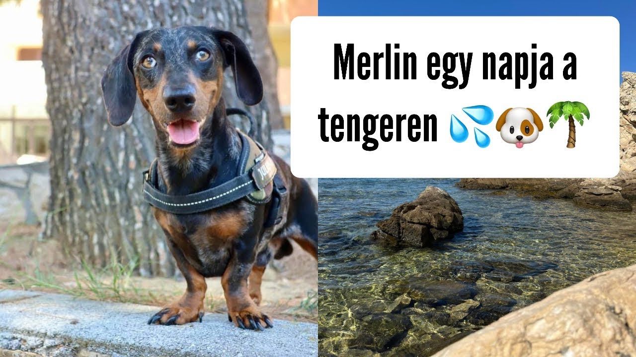 Merlin egy napja a tengeren 🌴💦🐶 #merlinkalandok