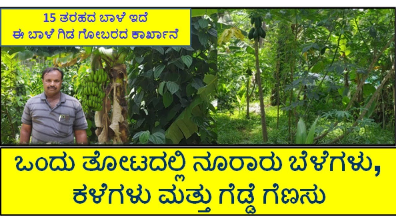 ಒಂದು ತೋಟ ನೂರಾರು ಬೆಳೆಗಳು. ನಮ್ಮ ತೋಟದಲ್ಲಿ ಬೆಳೆದ ಹಣ್ಣುಗಳಿಗೆ ಬೆಲೆ ನಿಗದಿ ಮಾಡುವವರು ಗ್ರಾಹಕರು (E-03)