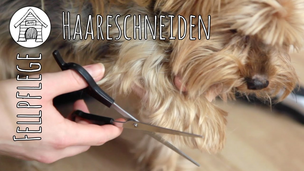 Fellpflege | Wie schneide ich Alfi das Fell?