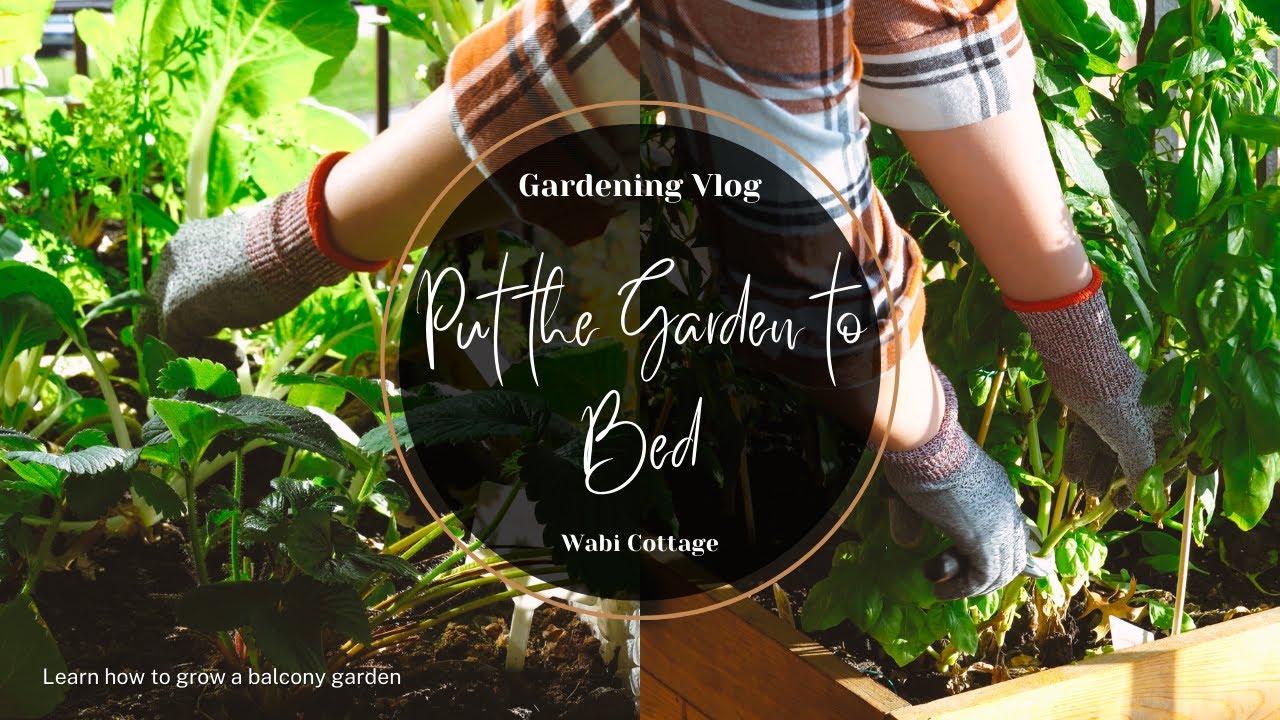 Harvesting and Cleaning the Balcony Garden: Tips for a tidy garden in 4K - Wabi Cottage