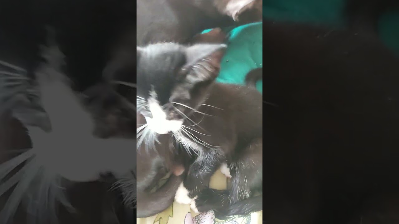 #orientalkittens #leonardo #josie #galina #emerald #dior GOOD EVENING MY DEAR GALINAS BABIES 💋🐈😍💖😘🥰