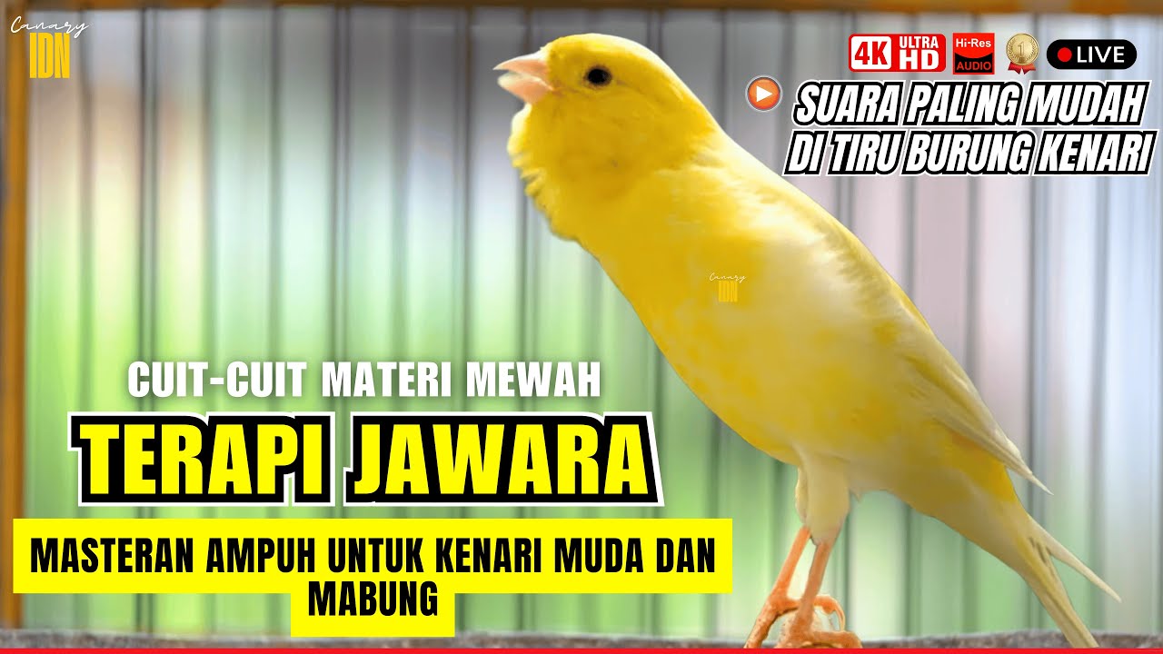 🔴KENARI GACOR FULL ISIAN MEWAH Cuit cuit Ngerol Panjang Pancingan AMPUH kenari paud belajar bunyi