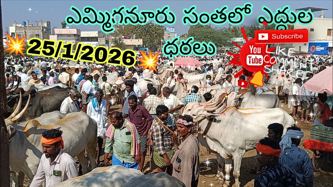 ఎమ్మిగనూరు సంతలో కిలారి కోడెలకు పలికిన రేట్లు//#yemmiganurbull's video's #bullworker #trending#viral